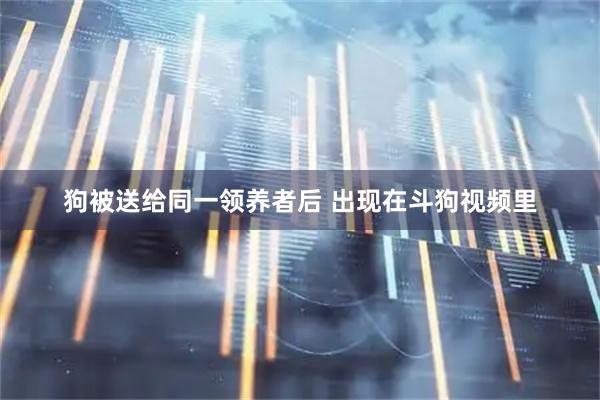 狗被送给同一领养者后 出现在斗狗视频里